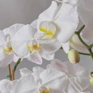 Photo de Madame Marie-France LENGAGNE