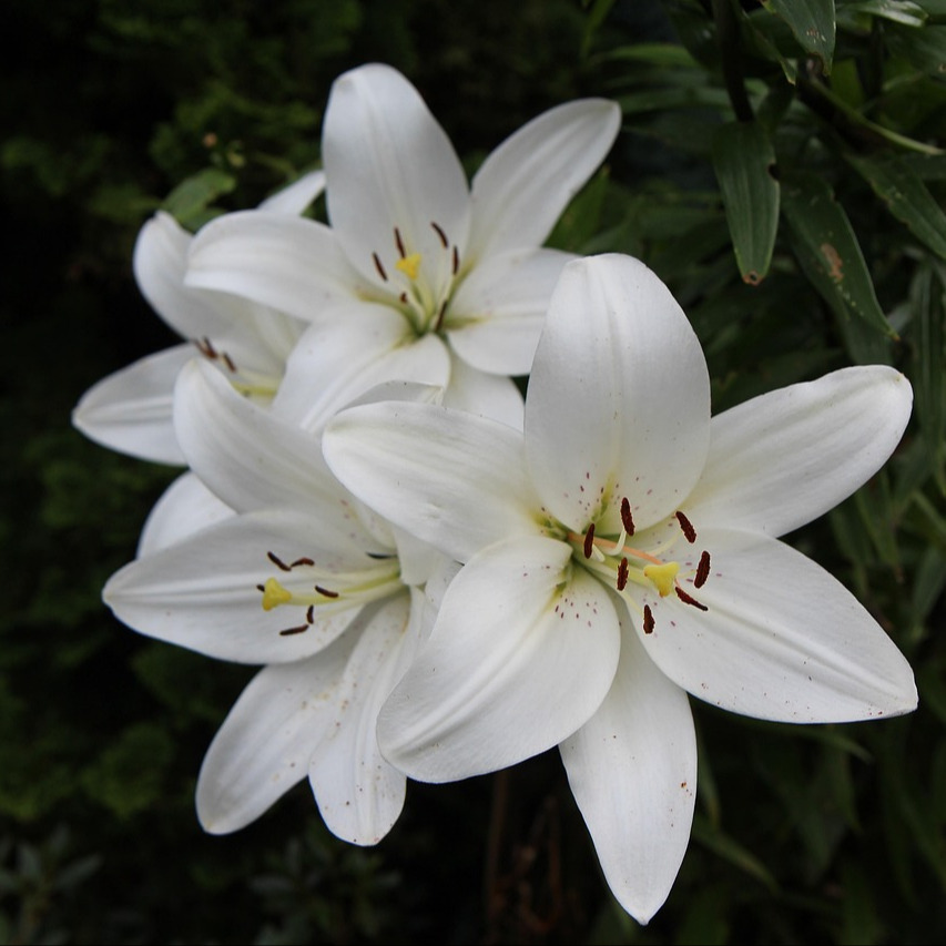 Photo d’Augustine DELVILLE